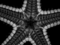 Starfish